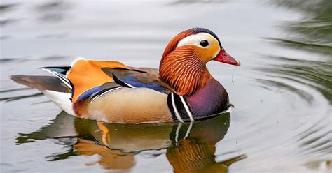 Mandarin Duck Bird Facts Aix Galericulata Bird Fact