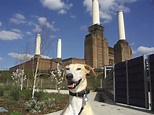 Battersea Dogs Home: 17 things you didn't know | Metro News
