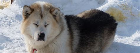 Greenland Dog Breed Guide Learn About The Greenland Dog