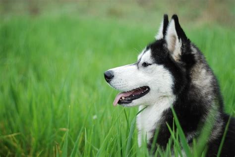 If puppy is still bugging the older dog, separate them. How Many Puppies Do Huskies Have? | Dog Care - Daily Puppy