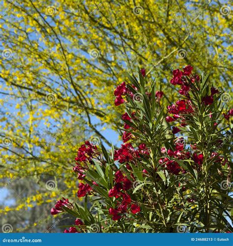 Hardy Red Oleander Stock Image Image Of Twig Petal 24688213