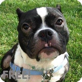 *warning:grahic*uber eats driver murdered.cnn says he died in a motor vehicle accident. Walnut Creek, CA - Boston Terrier/English Bulldog Mix ...