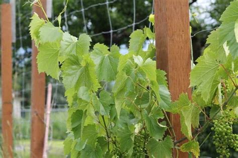 Learn more about how to train vines here. DIY Grape Vine Trellis: How to Build a Homemade Arbor in the Backyard i 2020 (med bilder)
