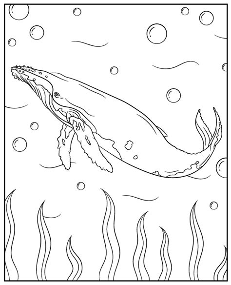 Printable Coloring Page Humpback Whale Topcoloringpages Net