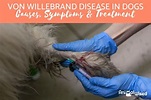 Von Willebrand Disease in Dogs - Causes, Symptoms & Treatment