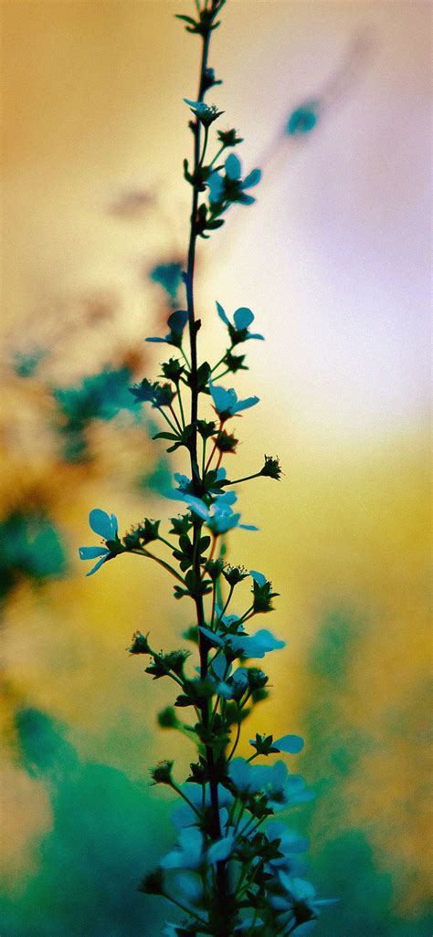 Blue Flower Sunny Bright Day Bokeh Iphone X Wallpapers Free Download