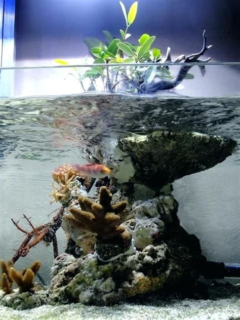 Mangrove Plants In Saltwater Aquarium Mangrove Island Mas Aquarium