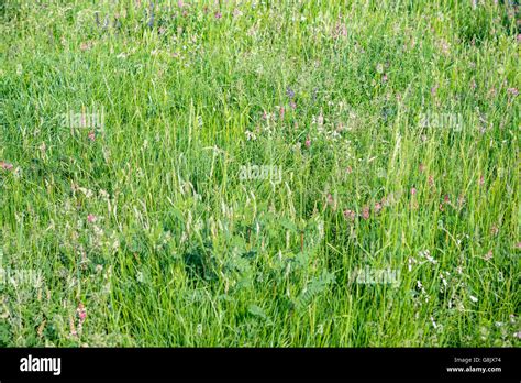 Summer Meadow Background Stock Photo Alamy