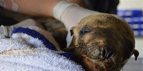 Wild Sea Lions Now Face Risk Of Brain Damage