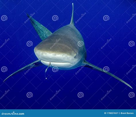Fishing Hook In The Mouth Of An Oceanic White Tip Shark Stock Image