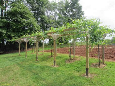 How To Build A Pergola For Grapes Look For Designs