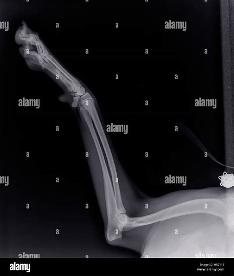 X Ray Of A Dogs Front Right Leg At A Veterinary Surgery Stock Photo