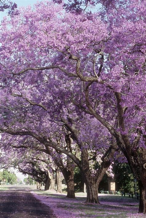 13 Flowering Southern Trees To Plant In Your Home Garden Southern
