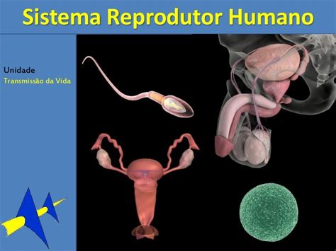 Sistema Reprodutor Feminino Anatomia Sistemica Images