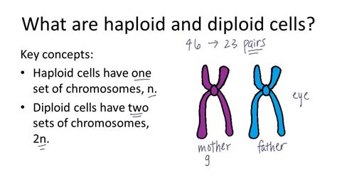 Diploid Chromosomes