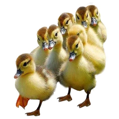 Ducklings Transparent Image Bird Image With Transparent Background
