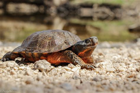 Habitat Suitability Models For The Imperiled Wood Turtle Caitlin C