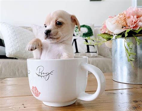 Teacup Chihuahua 15 Things You Need To Know About