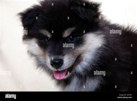 A Finnish Lapphund Puppy Stock Photo Alamy
