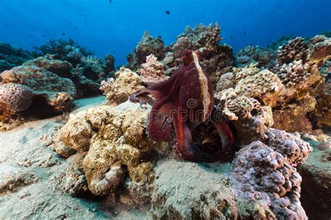 Reef Octopus Octopus Cyaneus In The Red Sea Stock Photo Image Of