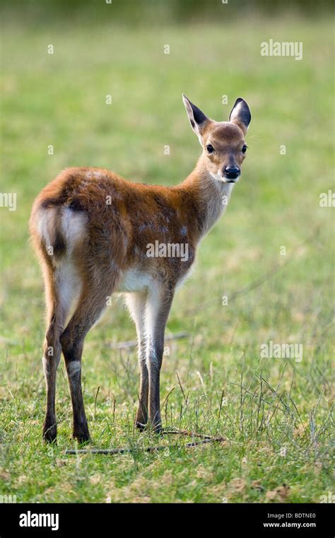 Sika Deer Cervus Nippon Young Animal Stock Photo Alamy