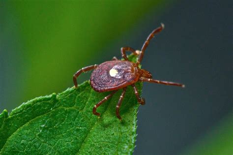 The Meat Allergy Uva Ids Biological Changes Triggered By Tick Bites