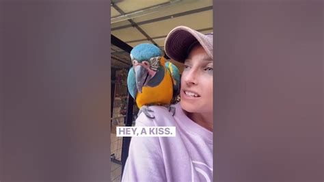 Rejected By My Parrot Shorts Jinx Parrots Kisses Birdtricks Youtube