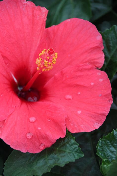 Hibiscus are grown primarily for their strikingly beautiful and often amazingly large flowers. Hibiscus | Plant nursery, Plants, Growing herbs indoors