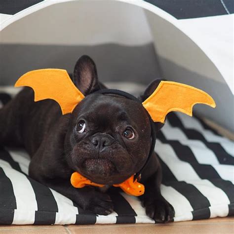 Unlike other dog breeds such as labradors, frenchies are unable to swim to the surface once they start going under. The 25+ French Bulldog Halloween Costumes So Cute You'll ...