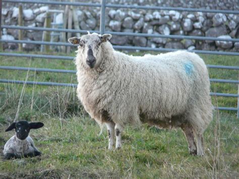 Facts About Lambs And Sheep