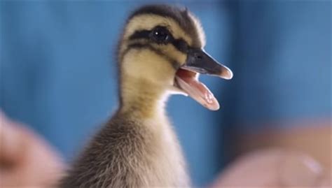 There are a lot of inexpensive products out there that can do the job of more expensive products. Dawn Duckling Commercial Song - I am home