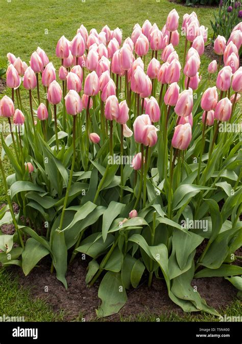 Pink Tulips Flowers Blooming In A Garden Stock Photo Alamy
