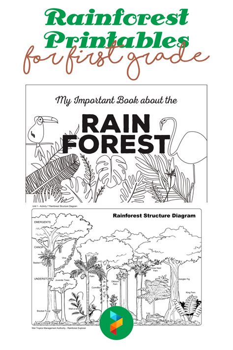 10 Best Rainforest Printables For First Grade Pdf For Free At Printablee