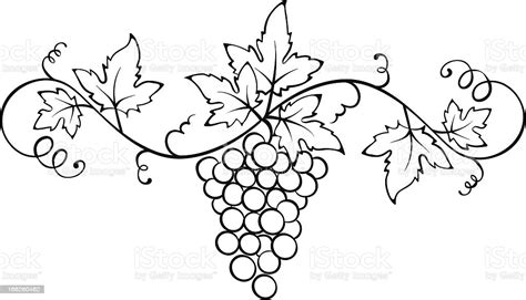 Vector Ornament With The Vine Stock Vector Art And More