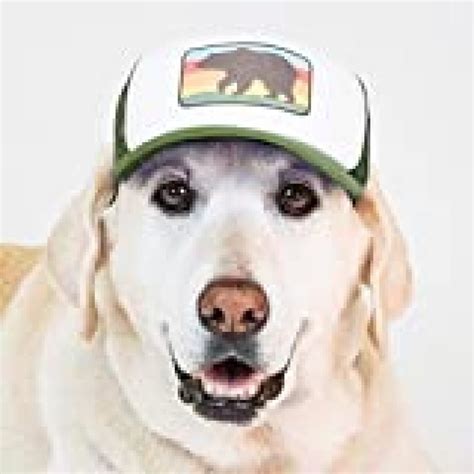 Puplid Trucker Hats For Dogs Largegreen Bear Fun And Stylish Dog Hat
