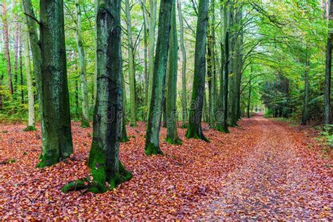 Beech Forest With Forest Path In Autumn Stock Photo Image Of Season