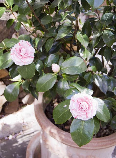 They require little maintenance and grow in most temperatures and the third phase is a dormant phase necessary to rest the plant so it can bloom again the next year. Dream Gardens - Camellia flowers and how to care for them ...