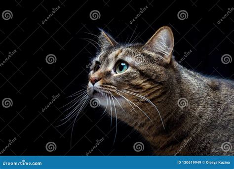 Portrait Of A Beautiful Domestic Cat On A Black Background Stock Image