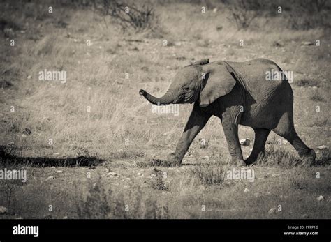 Cute Baby Elephant Loxodonta Africana Animal With Trunk Extended