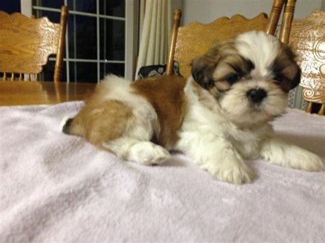 Adorable Akc Shih Tzu Puppy For Sale In Kalamazoo Michigan Classified