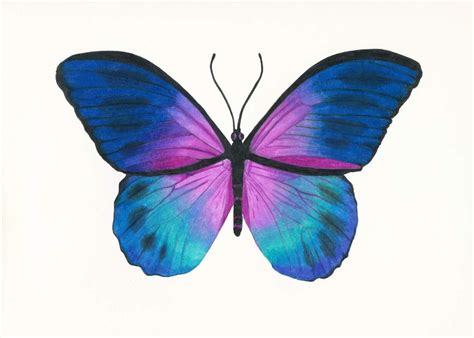 Blue Morpho Butterfly Drawing Butterfly Drawing Beautiful
