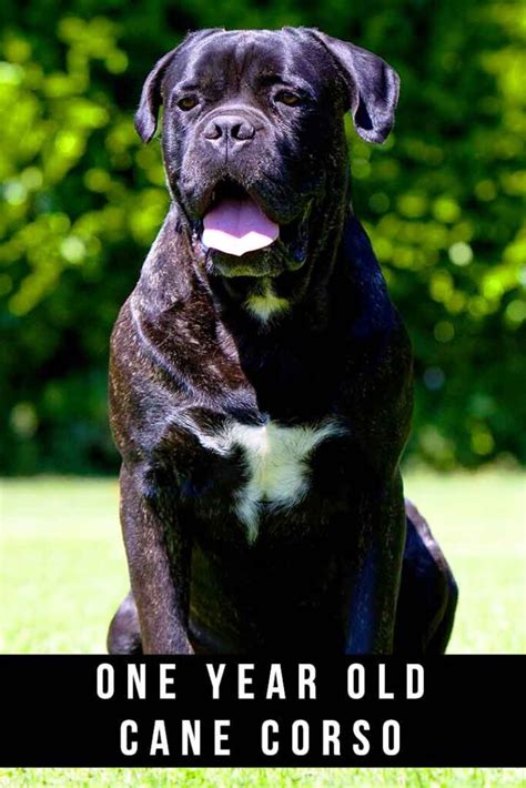 1 Year Old Cane Corso Is Yours Hitting The Right Milestones