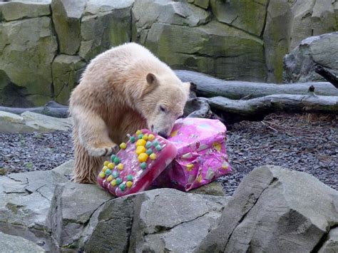Polar Bear Lales First Birthday Party Polar Bear Lales Add Flickr