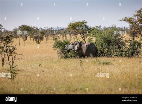 Elephant Bull Eating From An Acacia Tree In The Serengeti National Park