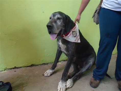 No final a jovem mulher fica de quatro o cão engatar nela e foder com força até. cao fode cu da dona