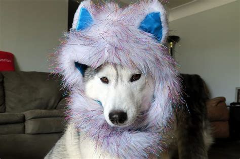 These Dogs That Cosplay Are Cute And Funny Animal Encyclopedia