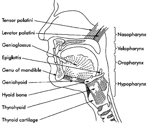 Lower Airway Anatomy