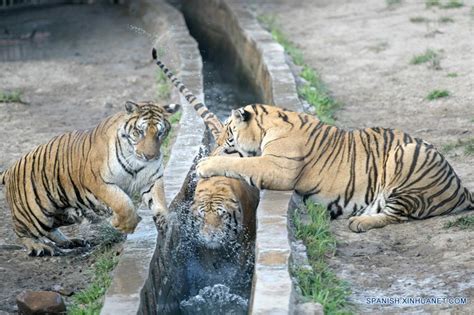 Parque De Tigres Siberianos De Hengdaohezi En Heilongjiang Spanish