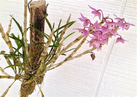 Rotschopf Krystal Orchid Wird Genagelt Telegraph