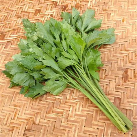 Celery Leaf Chai Thai Organic Adaptive Seeds